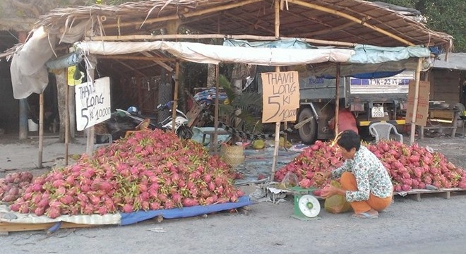  Thê thảm thanh long 2.000 đồng/kg bán đầy đường 