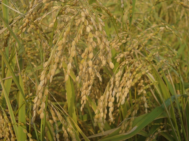 NSC (mẹ): Quý IV/2014 lãi ròng 37 tỷ đồng, tăng 90% cùng kỳ