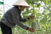 Lãi hàng trăm triệu đồng từ trồng dưa lưới bằng công nghệ cao 