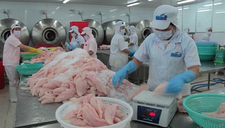 Doanh nghiệp cá tra sợ quy định mới?