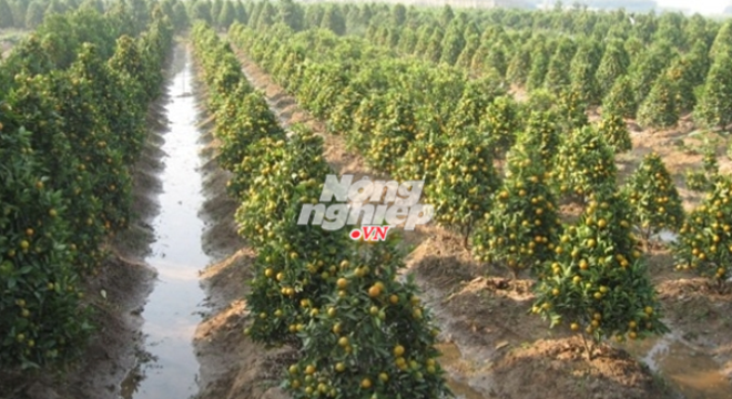  Đào Nhật Tân nở sớm, quất Tứ Liên chết khô 