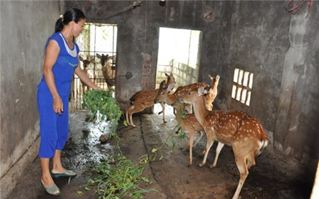 Chán làm ruộng, chuyển nuôi hươu, thu hàng trăm triệu đồng