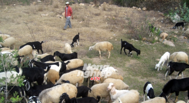 Làm giàu nơi mưa ít, nắng nhiều: Cần cơ chế đặc thù cho đàn dê, cừu 
