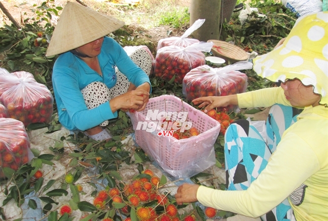 Chôm chôm nghịch vụ trúng đậm