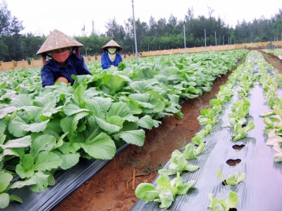 Ngành rau quả xuất siêu 956 triệu USD