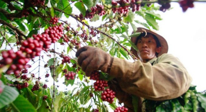  Nông dân mất nhiều tỷ đồng vì giá cà phê rớt thảm 