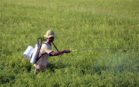 Giải bài toán đầu ra cho lúa gạo ĐBSCL 