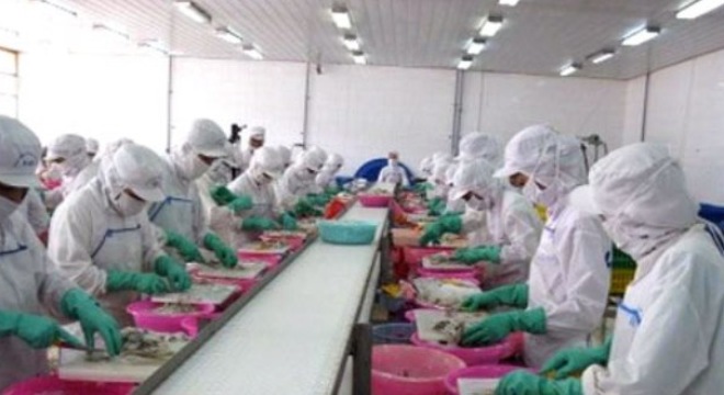  Thiếu nguyên liệu phục vụ các nhà máy chế biến hải sản 