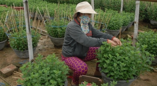  Làng hoa cúc vào vụ tết 