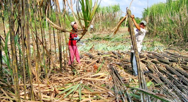  Nghề trồng mía - Vì sao nơi vui, nơi buồn? 