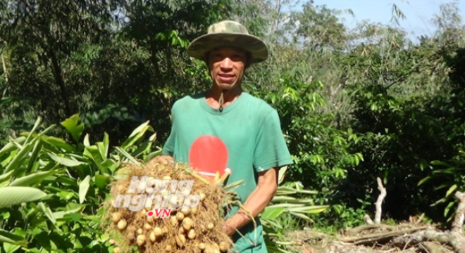  Khoai lùn Thái trồng chơi ăn thật 