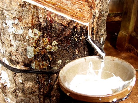 Ngành cao su điêu đứng vì thị trường Trung Quốc 