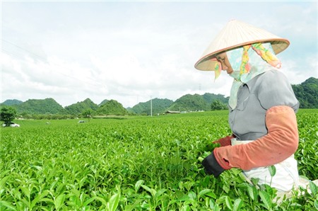 Nghịch lý ngành chè: Lời kêu cứu từ 