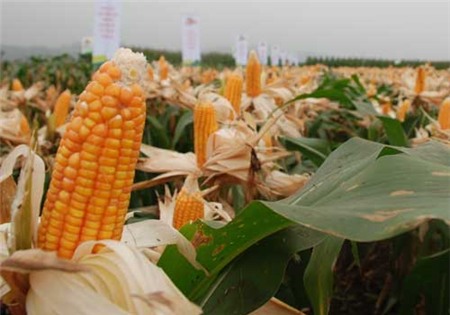 Ngô biến đổi gen sắp tràn ra thị trường