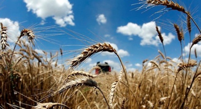  Nga dựng các hàng rào thuế quan để hạn chế xuất khẩu ngũ cốc 