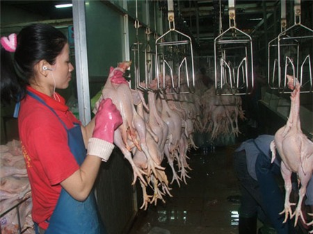 Người nuôi gà lại lỗ 