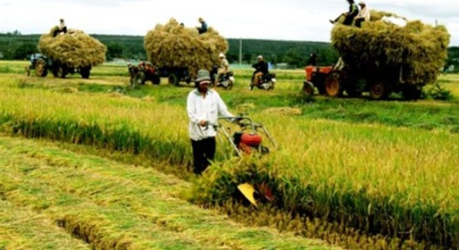  Nhìn lại 1 năm thực hiện tái cơ cấu nông nghiệp 