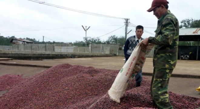  Cà phê có chứng nhận quốc tế: Nhiều chưa chắc đã hay 