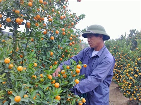 Đào, quất rục rịch đón Tết