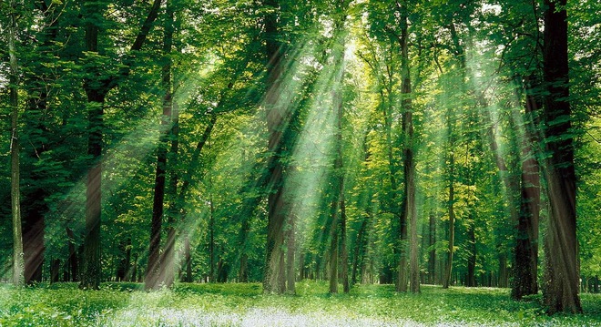  Hàng loạt doanh nghiệp vi phạm về bảo vệ môi trường 