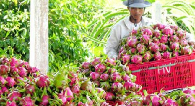  Giá thanh long giảm mạnh, xuống mức hơn 6.000 đồng/kg 