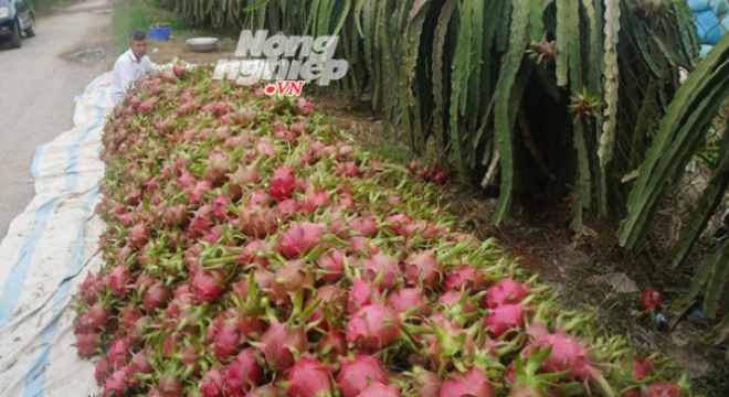 Xuất khẩu rau quả Việt Nam: Thiếu thông tin và bị ép giá