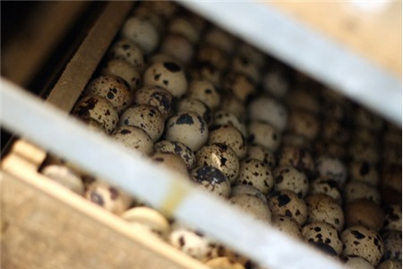 Thành triệu phú nông dân nhờ nuôi chim cút 