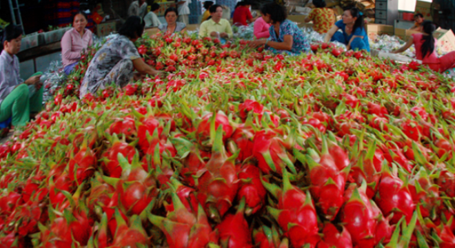  Thanh long nghịch vụ rớt giá thảm 