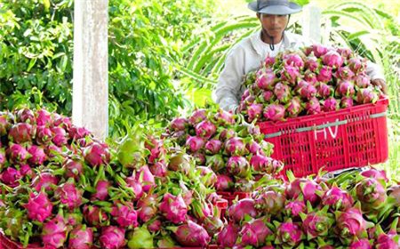 Giá thanh long giảm mạnh, xuống mức hơn 6.000 đồng/kg