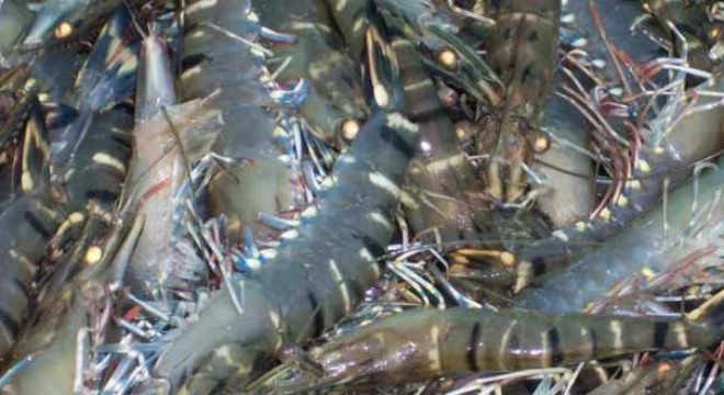  EU cảnh báo ngừng nhập thủy sản Việt Nam 