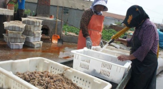  Phát sợ đặc sản tôm khô: Ngâm hóa chất, đốt cháy khét 