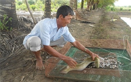 'Tỷ phú' cá chình Đất Mũi 