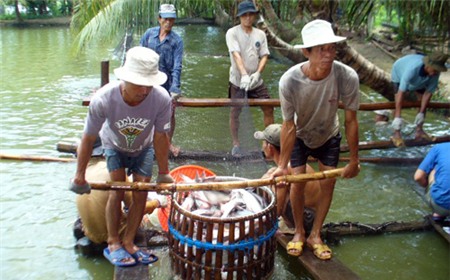 Xuất khẩu thủy sản trong năm mới sẽ gặp nhiều khó khăn