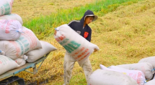  Năm 2015, xuất khẩu gạo Việt Nam khó khăn “chồng chất” 