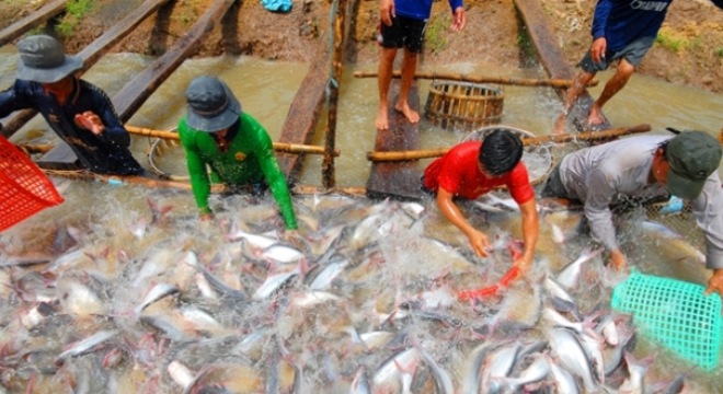  Xuất khẩu nông sản tăng trưởng ngoạn mục 